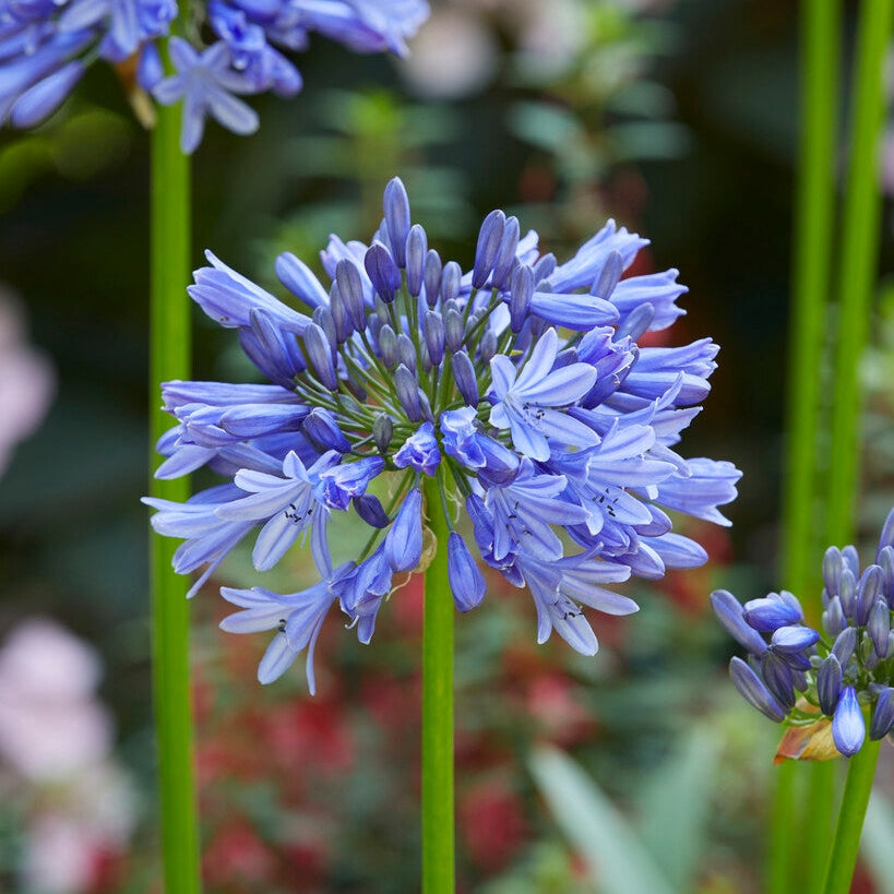 Afrikas blå lilje-Agapanthus Blue 1-pakke