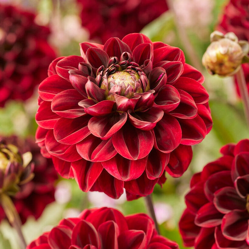 Dahlia Red Dark Wave Singel Flowering 1-pakke NYHET