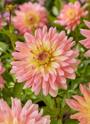 Dahlia Border Ecstasy 1-pakning