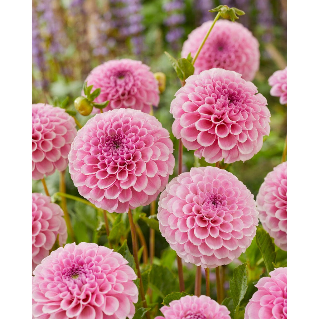 Dahlia Pompon Stolze von Berlin 1-pak NYHET