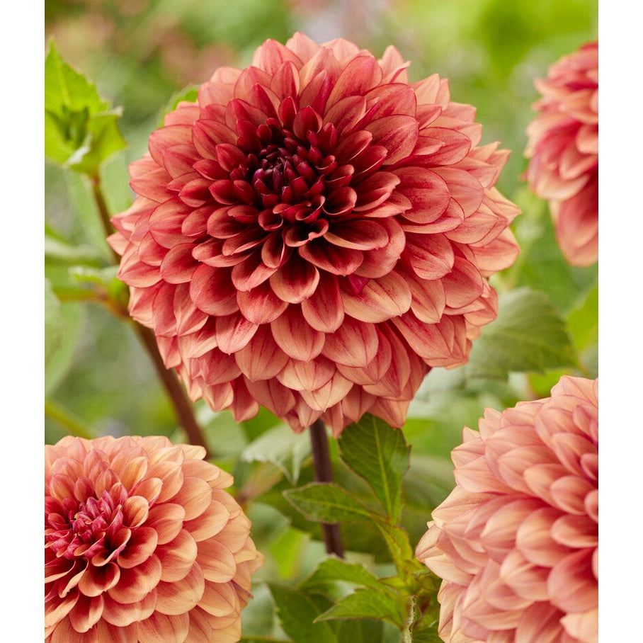 Dahlia Boll Jowey Merel 1-pak NYHET