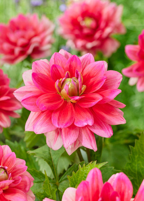 Dahlia Border Berliner Kleene 1-pakk