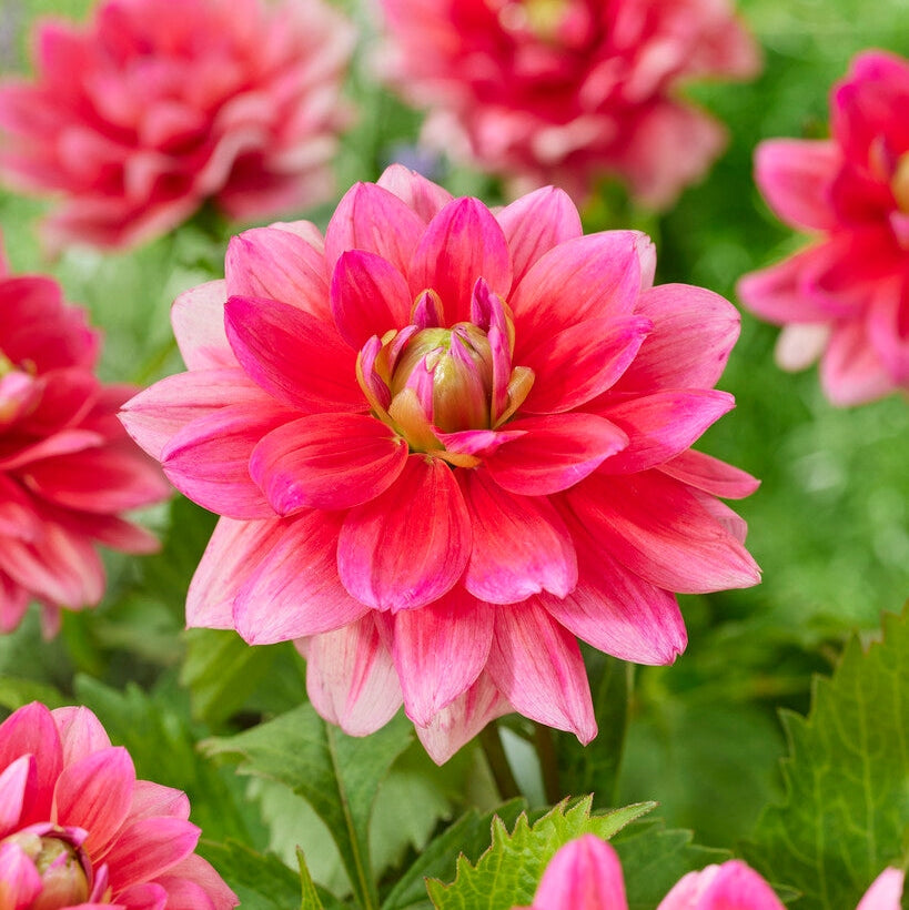 Dahlia Border Berliner Kleene 1-pakning