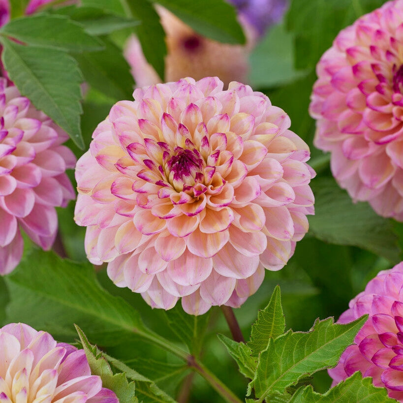 Dahlia Pompon Wine Eyed Jill 1-pakke