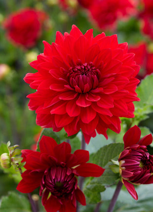 Dahlia Dekorativ Garden Wonder 1-pack