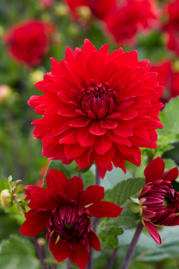 Dahlia Dekorativ Garden Wonder 1-pack