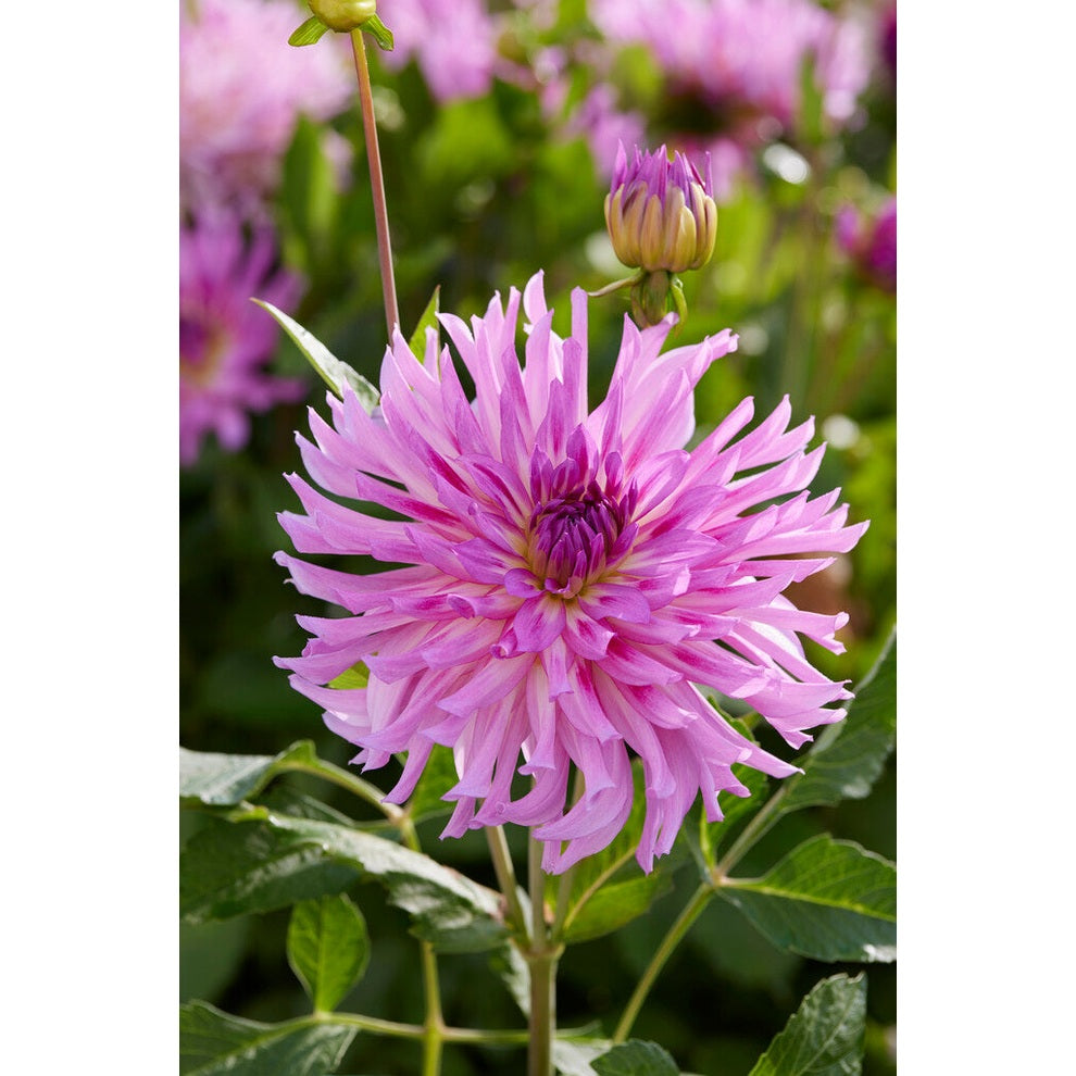 Dahlia Torsade Cactus 1-pak NYHET