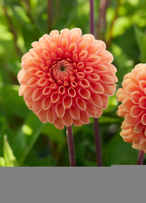 Dahlia Boll Sylvia 1-pack