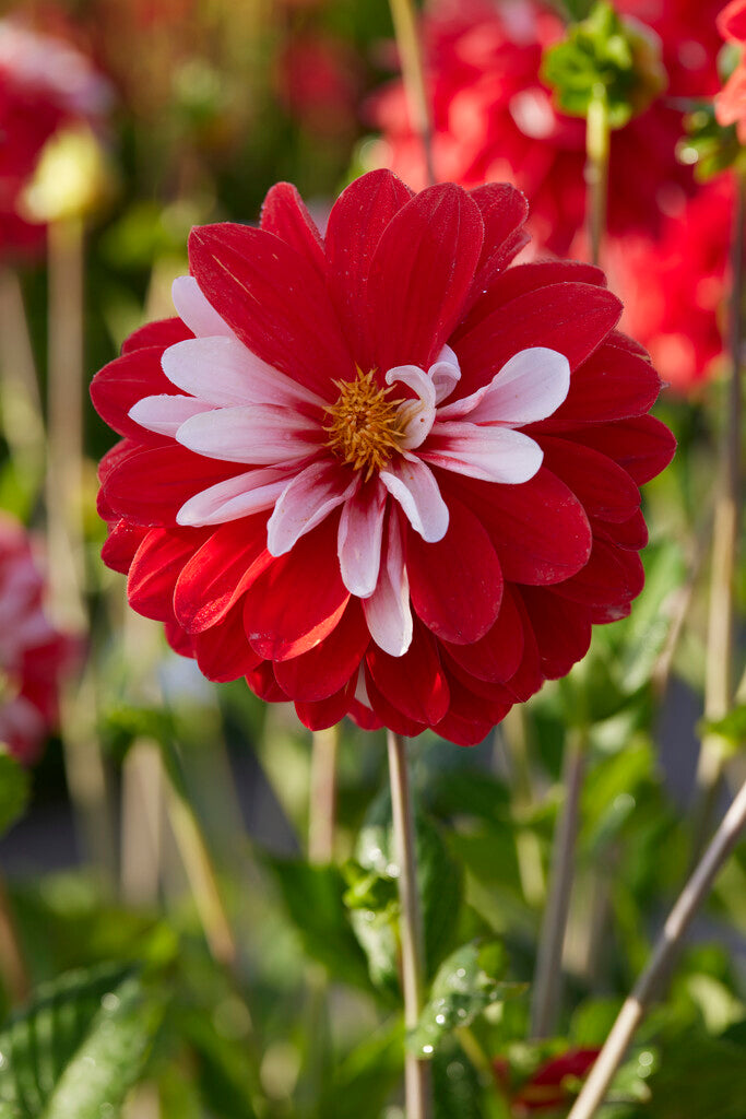 Dahlia Dekorativ Olgas lys 1-pakning NYHET