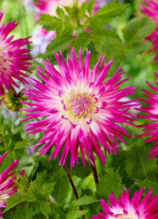 Dahlia Cactus Veritable 1-pakning