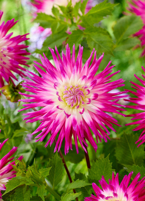 Dahlia Cactus Veritable 1-pakning