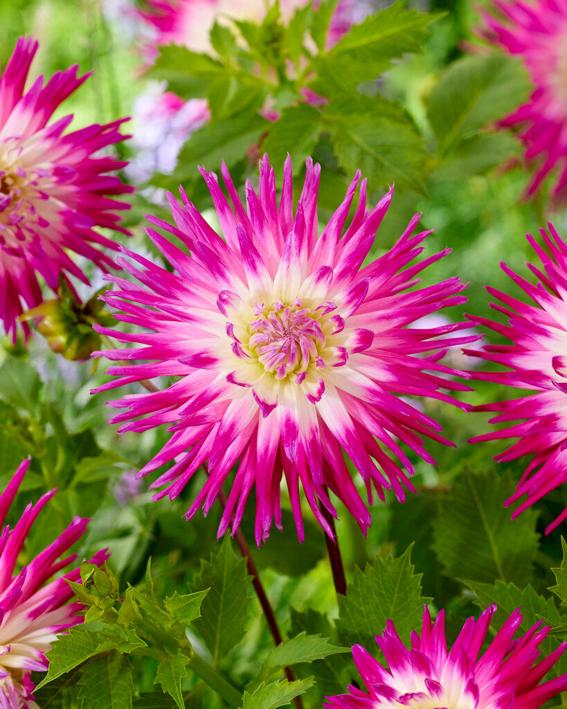 Dahlia Cactus Veritable 1-pakning