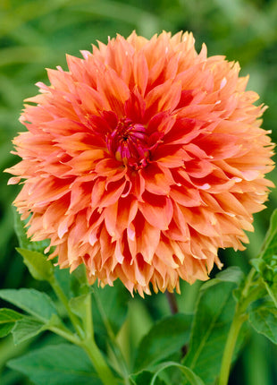 Dahlia Fubuki Orange 1-pakning