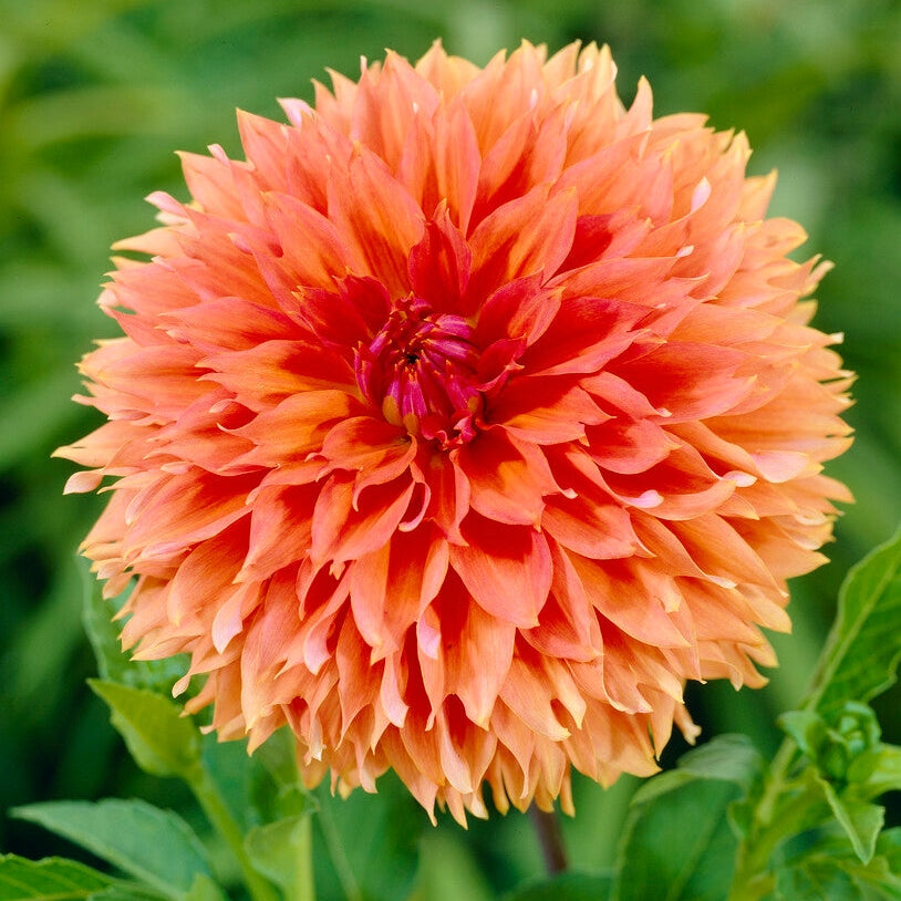 Dahlia Fubuki Oransje 1-pakke