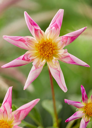 Dahlia Special Fancy Pants 1-pakning