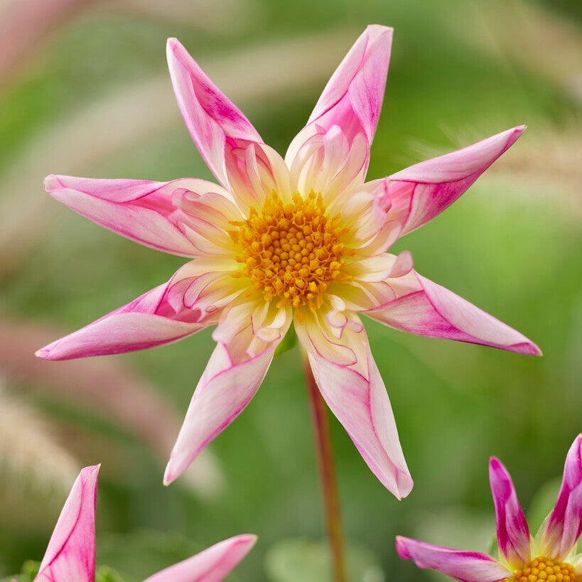 Dahlia Special Fancy Pants 1-pakke