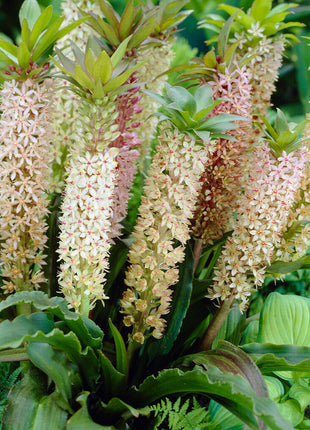 Tuftet lilje-Eucomis Comosa 1-pakning