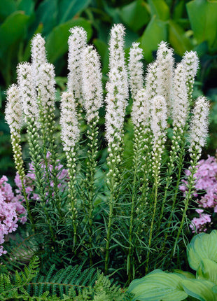 Rosenstav-Liatris Spicata Alba 10-pakning