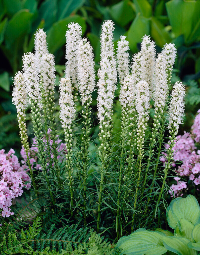 Rosenstav-Liatris Spicata Alba 10-pakning