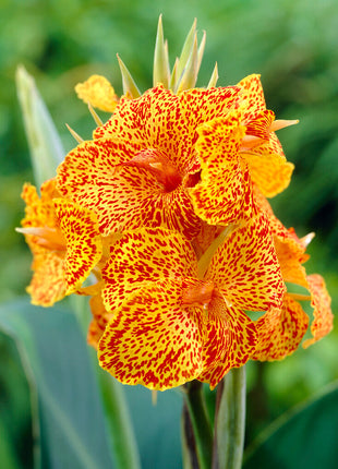 Canna Picasso 1-pakning