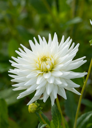 Dahlia Cactus My Love 1-pakning