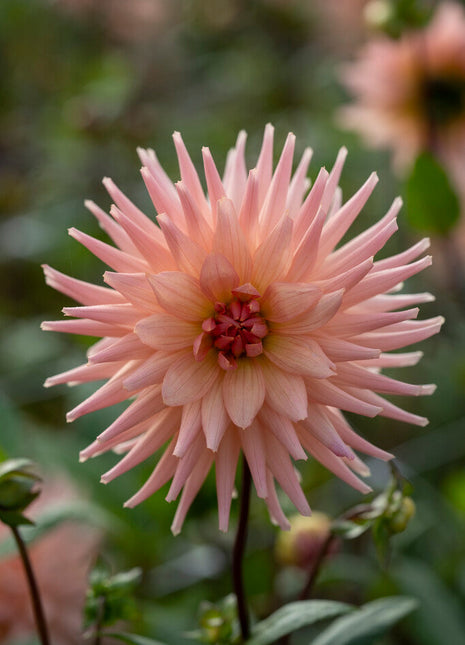 Dahlia Cactus Preference 1-pakning