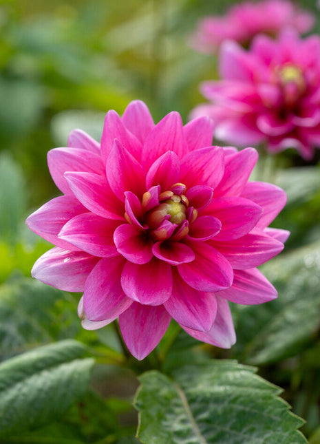 Dahlia Border Bluesette 1-pakning