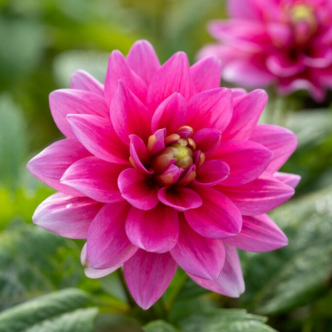 Dahlia Border Bluesette 1-pakning