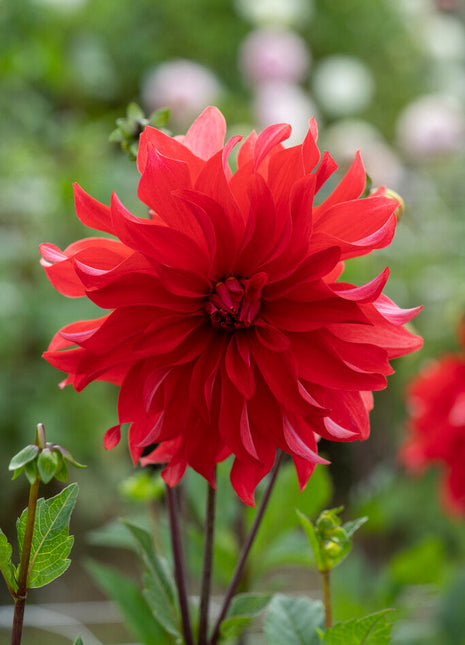 Dahlia Cactus Red Labyrinth 1-pakning