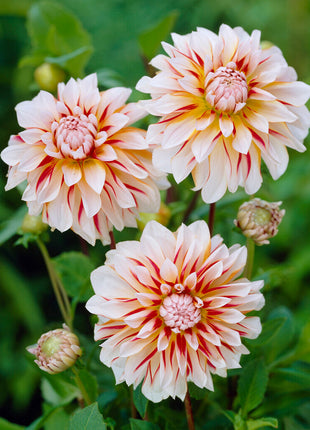 Dahlia Dekorativ Caribbean fantasy 1-pack