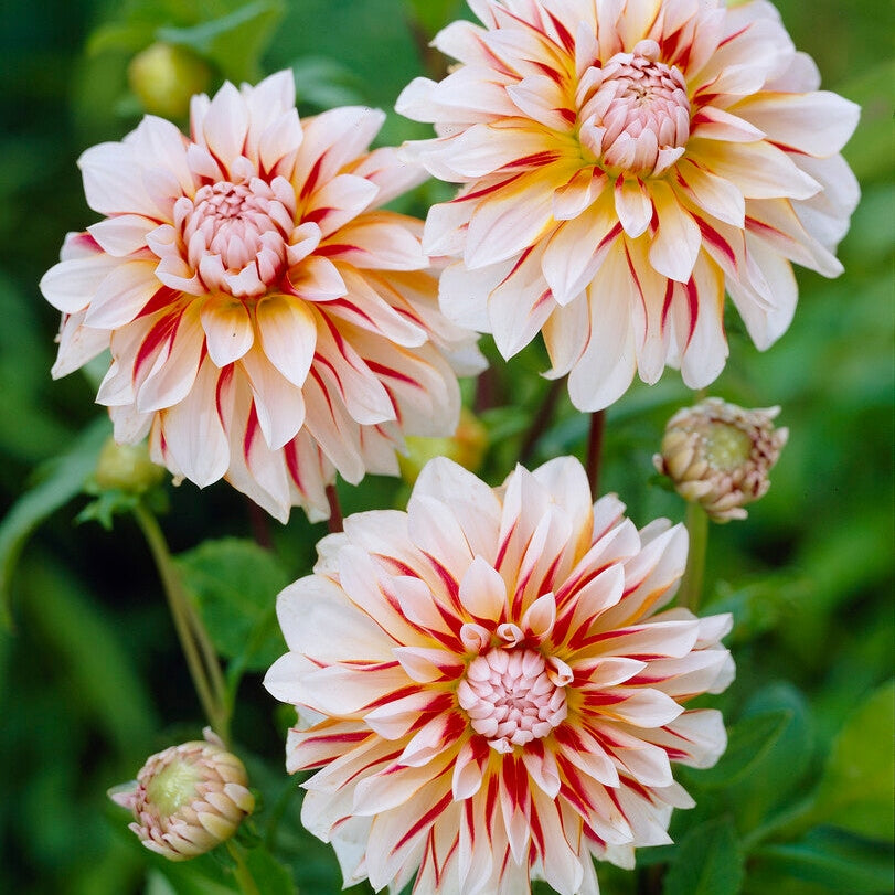 Dahlia Dekorativ Caribbean fantasy 1-pakke