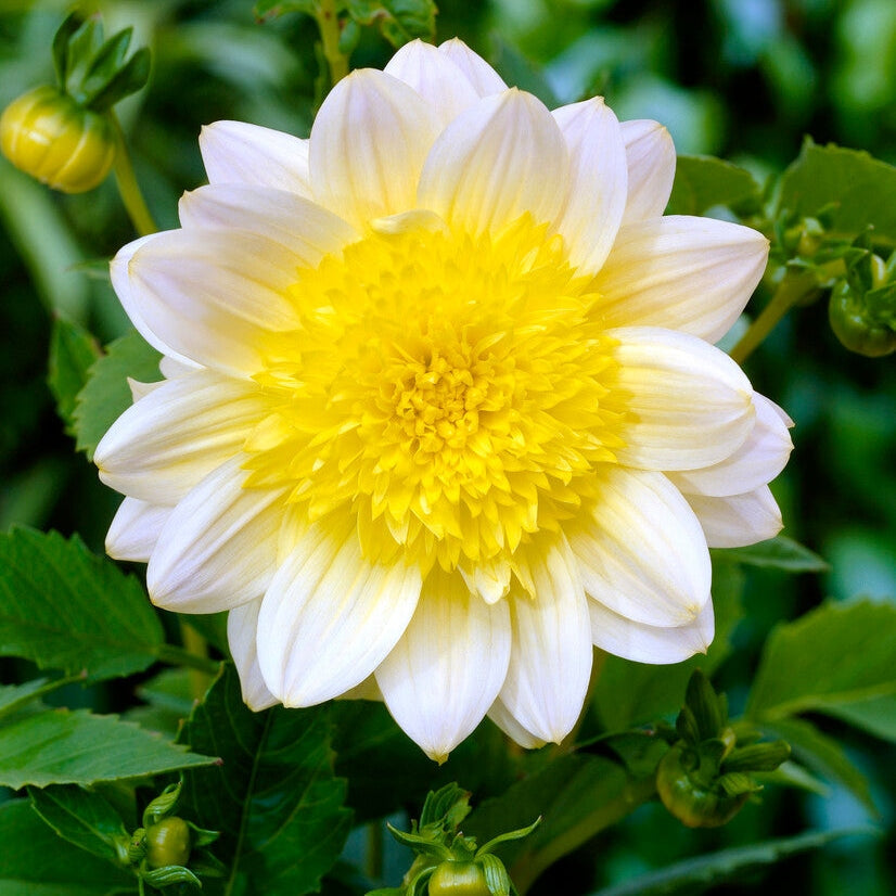 Dahlia Anemone Pasadoble 1-pakke