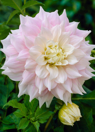 Dahlia Dekorativ Gitts Perfection 1-pack