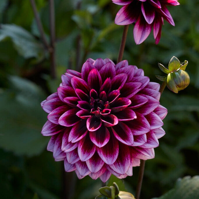 Dahlia Davina Michelle Dekorativ 1-pak NYHET