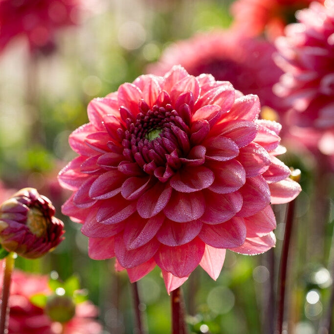 Dahlia Salmon Runner Dekorativ 1-pack NYHET
