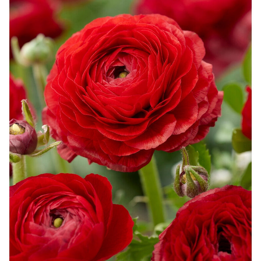 Bukettranunkel-Ranunculus Red 10-pakning