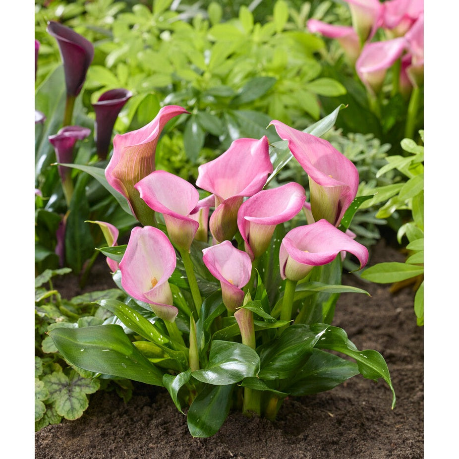 Zantedeschia Light Pink 1-pakke
