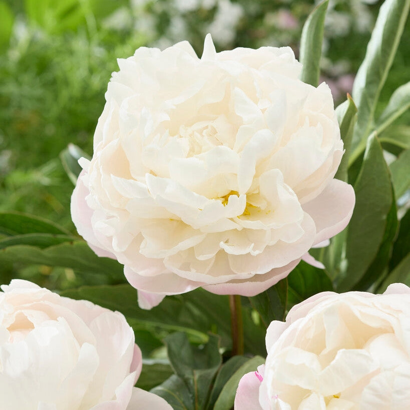 Pion-Paeonia Gardenia 1-pakning