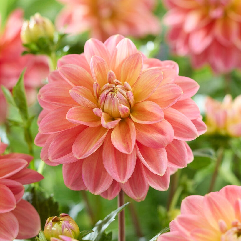 Dahlia Morning Glory Dekorativ 1-pak Nyhet