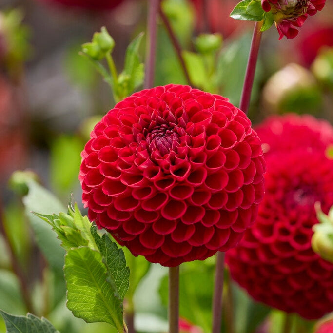 Dahlia Boll Cornel 1-pakke NYHET
