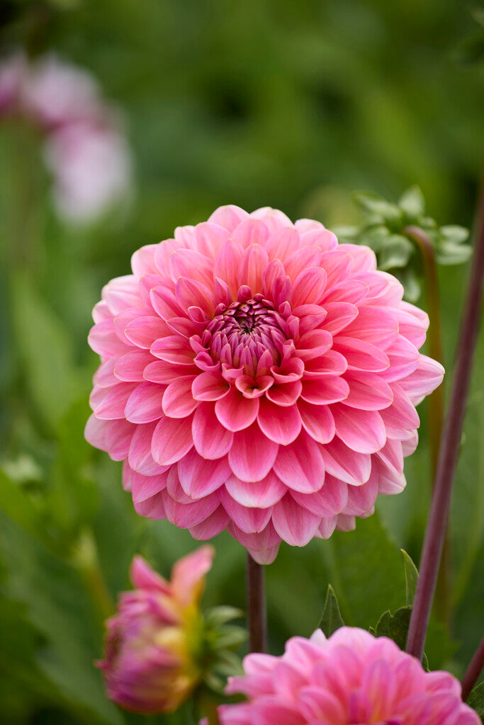 Dahlia Pompon Pink Runner 1-pakke
