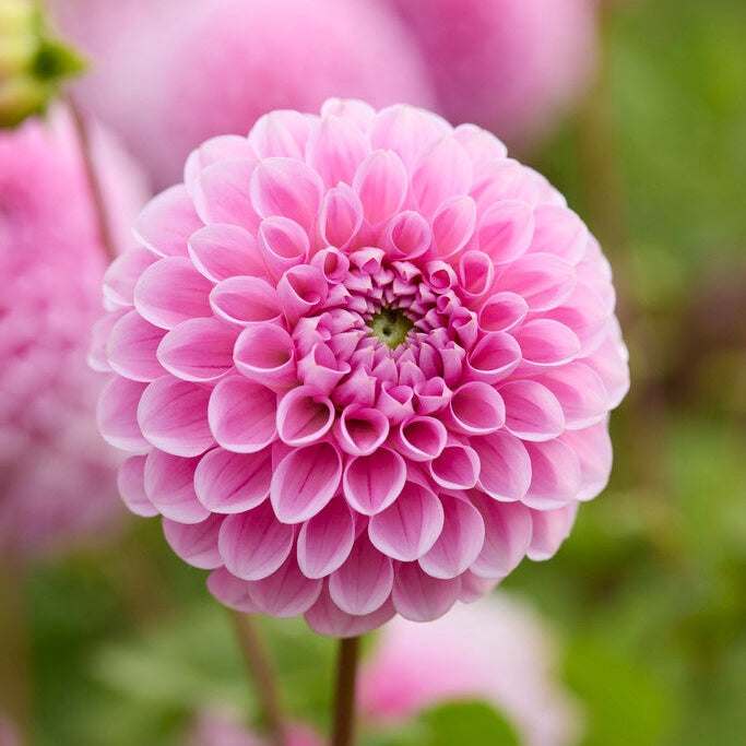 Dahlia Sweet Fabienne Ball 1-pak NYHET