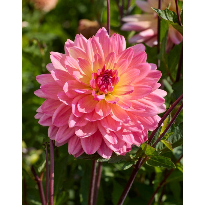 Dahlia Ken's Rarity Dekorativ 1-pack NYHET