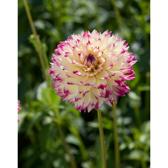 Dahlia Ariko Aphrodite Dekorativ 1-pakning NYHET