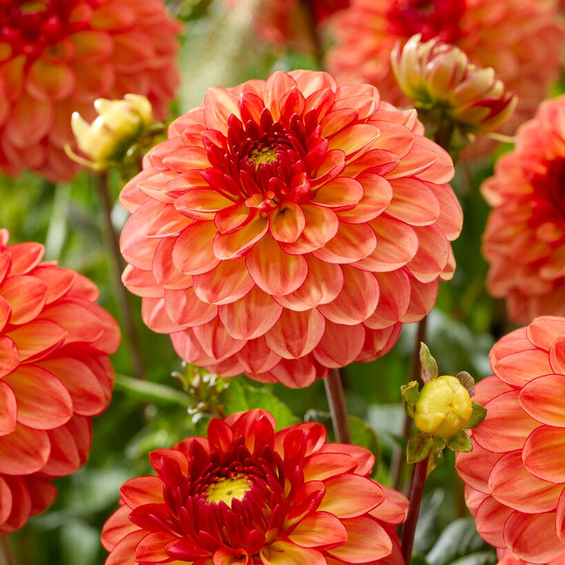 Dahlia Chapeau Bas Ball 1-pak NYHET