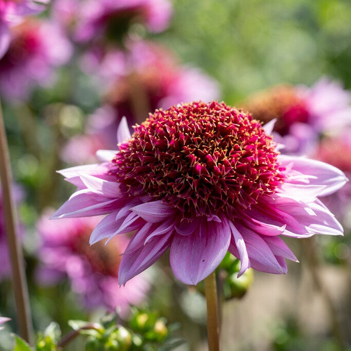 Dahlia Raspberry Puff Singel Flowering 1-pakning NYHET
