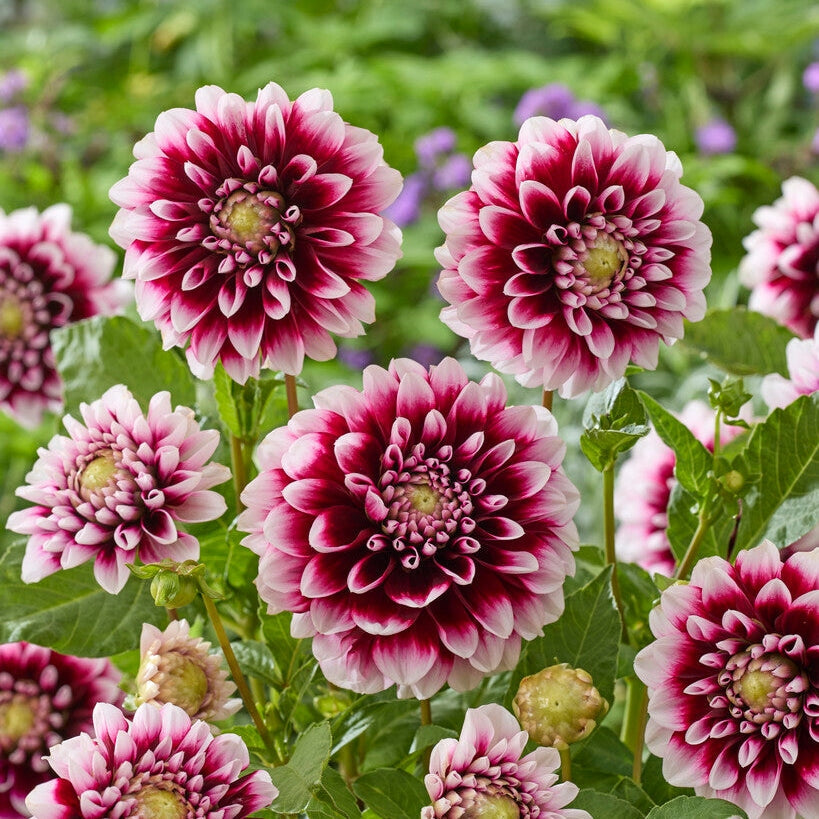Dahlia Dekorativ Edinburg 1-pakning