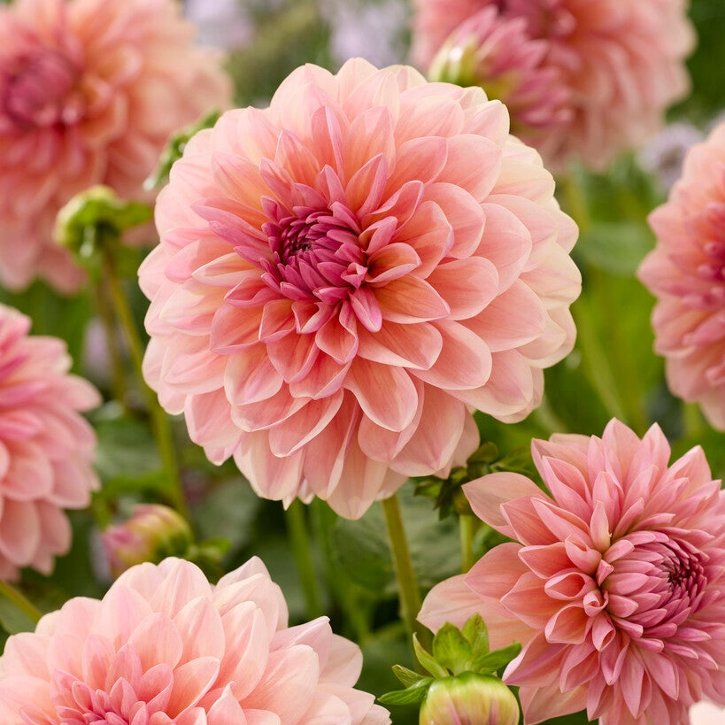 Dahlia Sturm Sweet Maria Dekorativ 1-pak NYHET