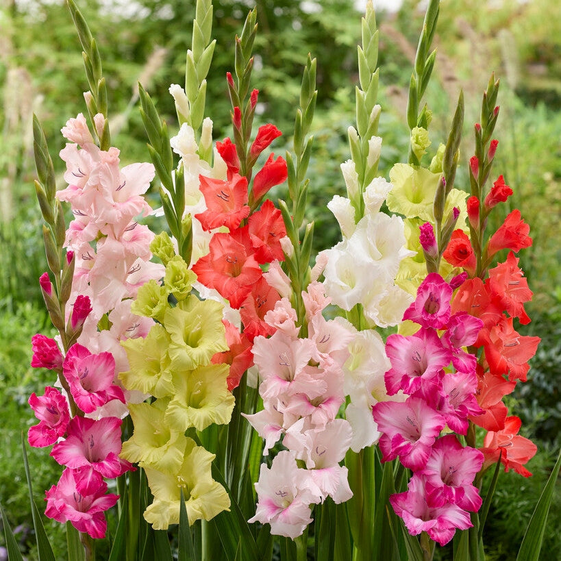 Gladiolus Mixed 10-pakning