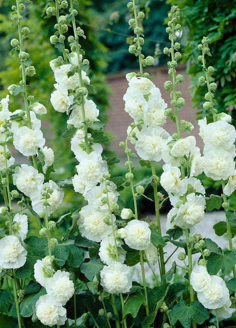 Stokrose-Alcea Hvit 1-pakning